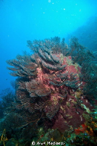 sponge and coral by Arun Madisetti 